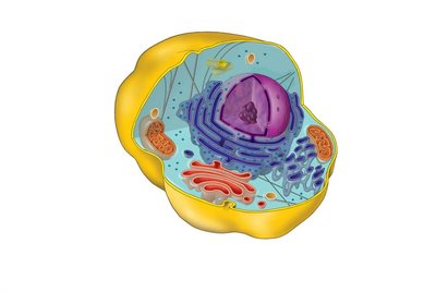 Diagram of an idealized animal cell