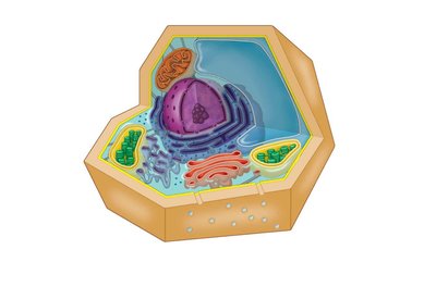 Diagram of an idealized plant cell