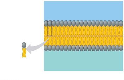 Phospholipid bilayer structure