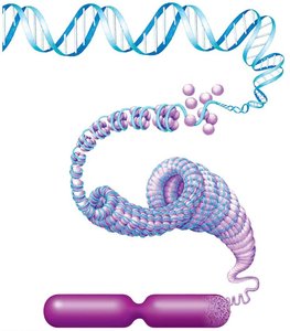 DNA, chromatin, and chromosome structure