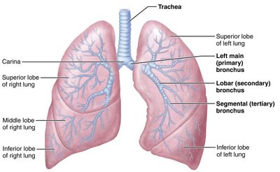 Bronchial tree and lung lobes