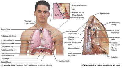 Pleurisy and pleural space