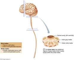 Gray and white matter in brain and spinal cord