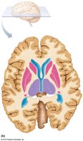 Diagram showing basic regions of the cerebral hemisphere