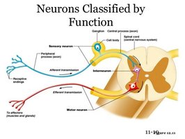 Diagram of neurons classified by function
