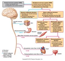 Flowchart of CNS and PNS with somatic and autonomic divisions