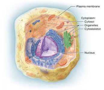 Labeled diagram of a eukaryotic cell showing plasma membrane, cytoplasm, cytosol, organelles, cytoskeleton, and nucleus