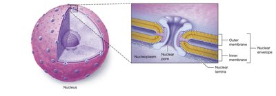 Structure of the nucleus and nuclear envelope