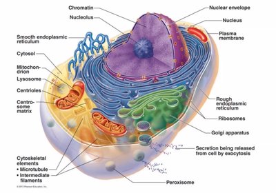 Labeled diagram of a cell with organelles
