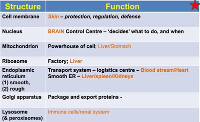 Summary table: cell structure and function