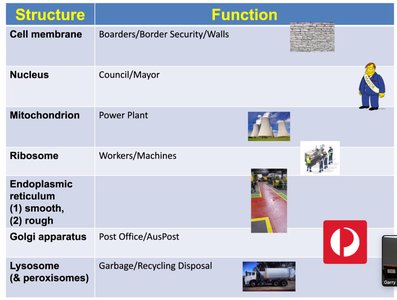 Summary table: cell structure and function with analogies