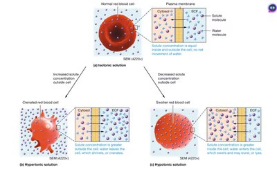 Osmosis and tonicity effects on red blood cells: isotonic, hypertonic, and hypotonic solutions