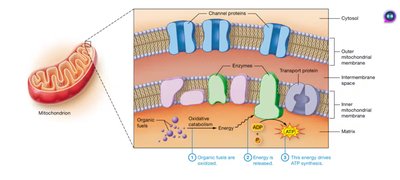 Structure and function of mitochondria in ATP synthesis