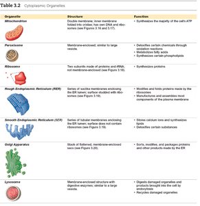Table of cytoplasmic organelles: structure and function
