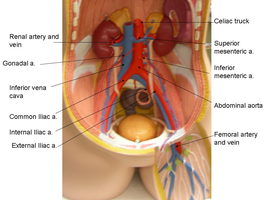 Labeled diagram of major abdominal arteries and veins