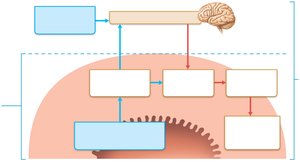 Digestive reflex arcs