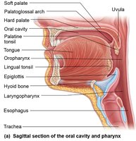 Sagittal section of oral cavity and pharynx