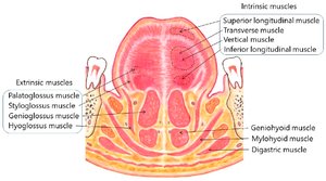 Muscles of the tongue