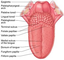 Papillae and surface features of the tongue