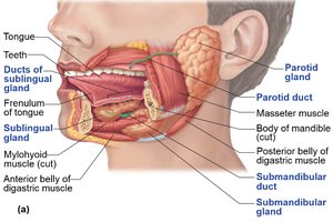 Salivary glands and ducts