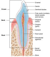 Structure of a tooth