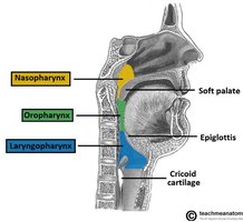 Pharynx anatomy