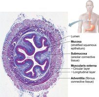 Microscopic structure of the esophagus
