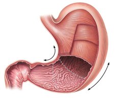 Anatomy of the stomach