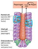 Layers of the stomach wall