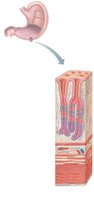 Stomach wall layers