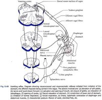 Vomiting reflex diagram