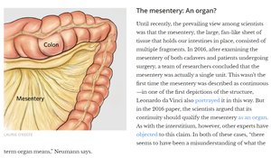 Mesentery and colon