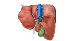 Gross anatomy of the human liver