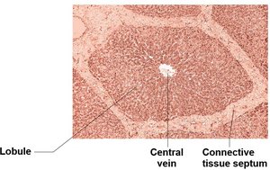 Liver lobules