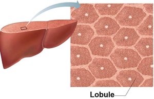 Microscopic anatomy of the liver
