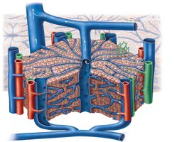 Microscopic anatomy of the liver