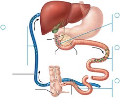 Enterohepatic circulation