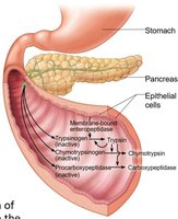 Pancreas anatomy and function