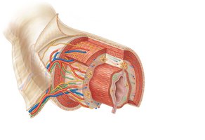 Basic structure of the alimentary canal