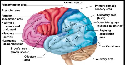 Functional areas of the cerebral cortex (detailed)