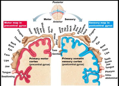 Motor and sensory homunculi