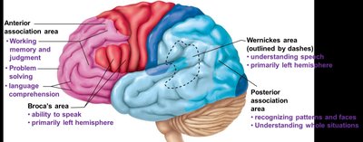 Special sensory areas of the cortex