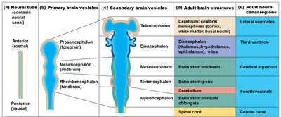 Embryonic development of the CNS and brain vesicles