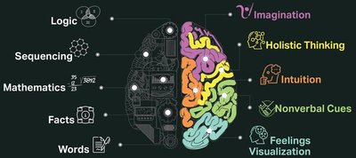 Left and right hemisphere functions
