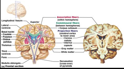 Types of cerebral white matter fibers