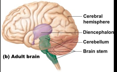 Diencephalon and its components