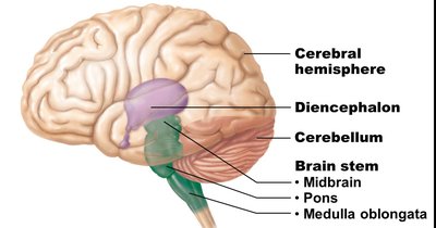 Lateral view of the brain showing major regions