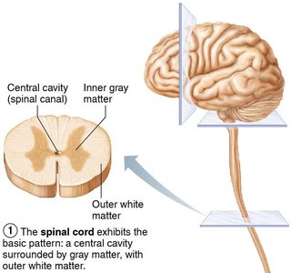 Cross-section of spinal cord and brain showing gray and white matter