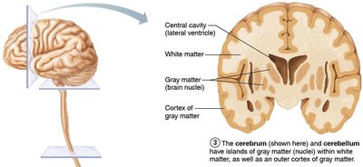Cross-section of cerebrum showing cortex and nuclei