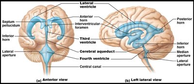 Diagram of the brain's ventricular system